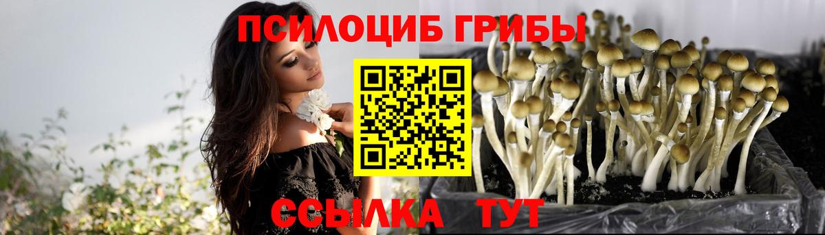 Псилоцибиновые грибы Cubensis Великий Устюг